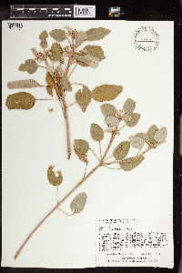Croton punctatus image