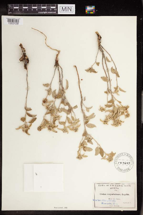Croton pottsii var. pottsii image
