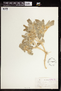 Croton setigerus image