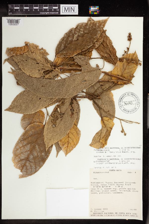 Croton billbergianus image