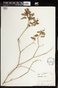 Image of Croton ciliatoglandulosus
