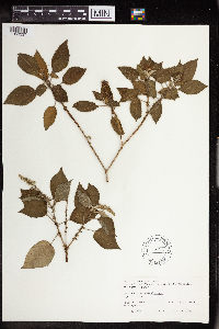 Croton ciliatoglandulosus image