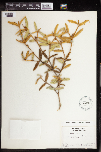 Croton monogynus image