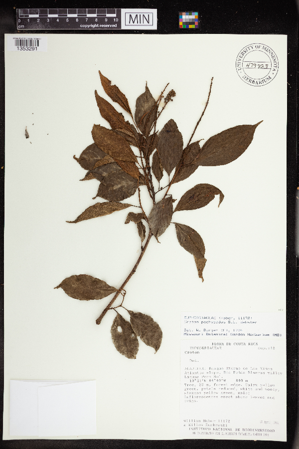 Croton pachypodus image