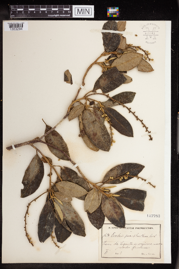 Croton poecilanthus image