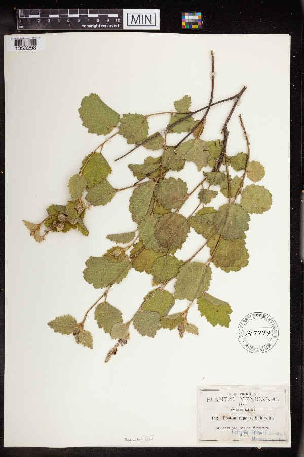 Croton repens image
