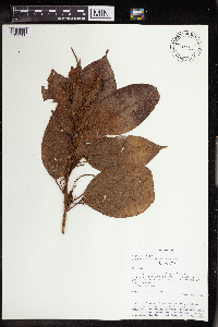 Croton schiedeanus image