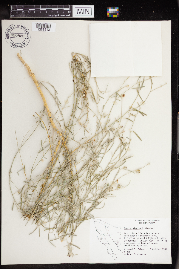 Croton wigginsii image