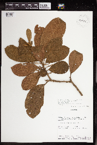 Hieronyma huilensis image
