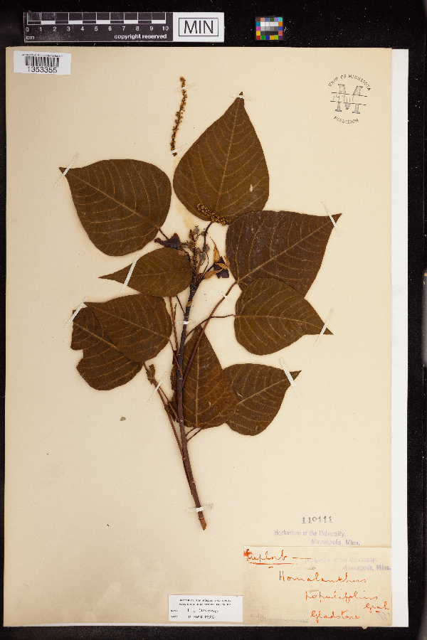 Homalanthus populifolius image