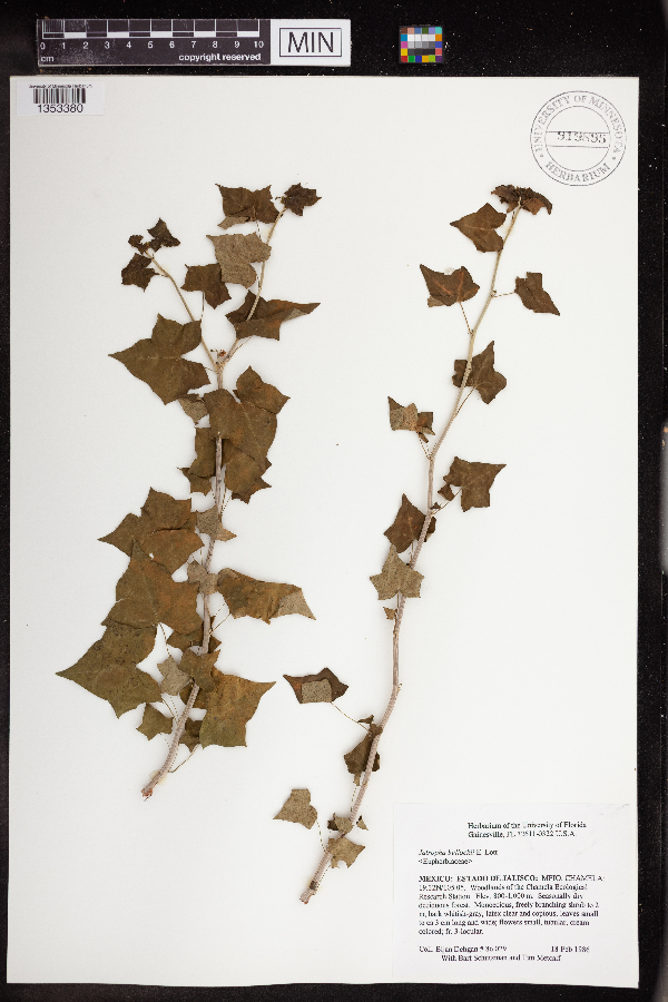 Jatropha bullockii image