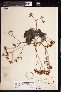 Jatropha ciliata image