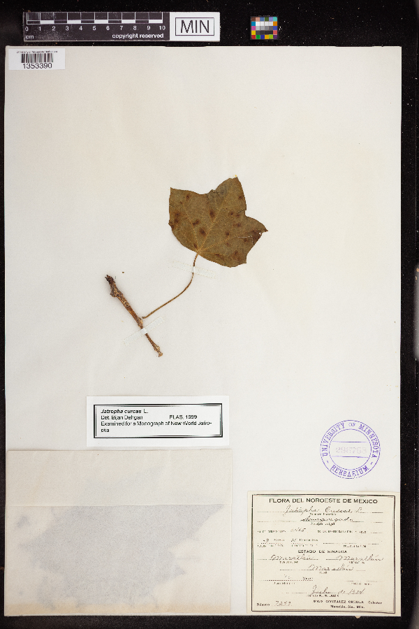 Jatropha curcas image