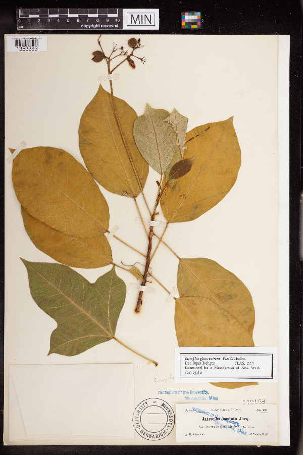 Jatropha glaucovirens image