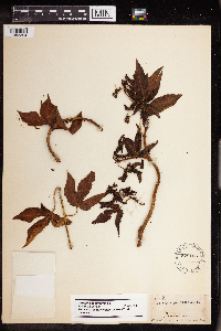Image of Jatropha gossypiifolia