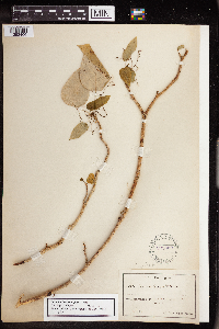 Image of Jatropha hernandiifolia