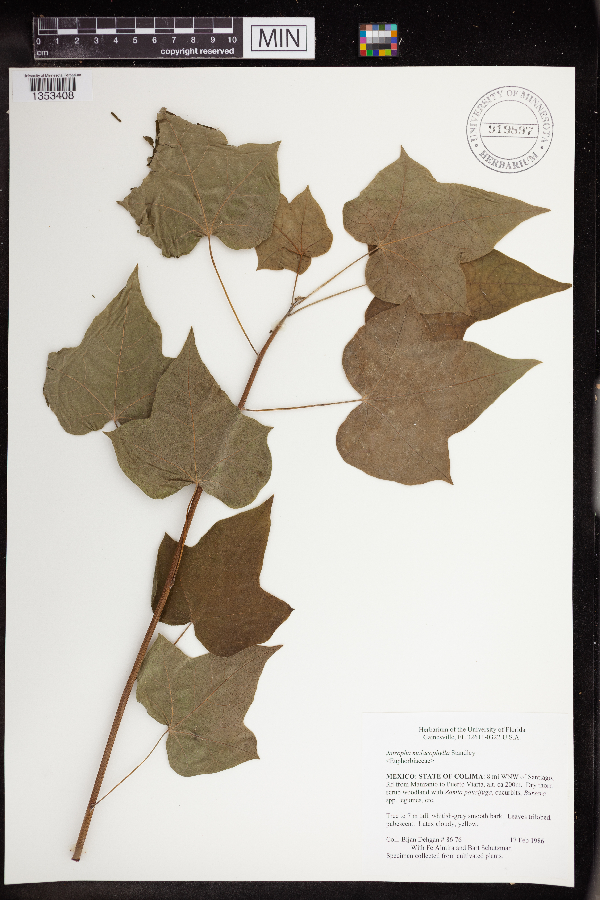 Jatropha malacophylla image