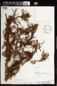 Image of Jatropha dissecta