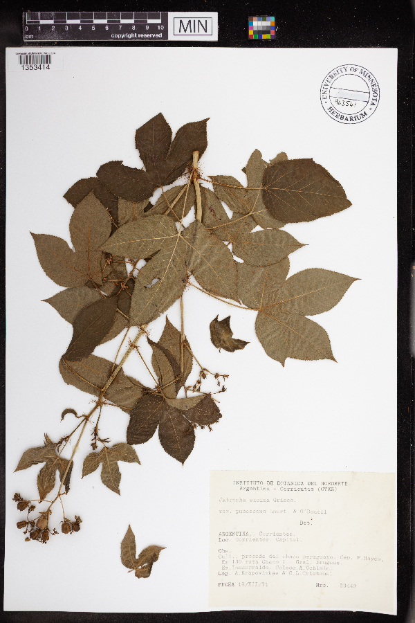 Jatropha excisa image