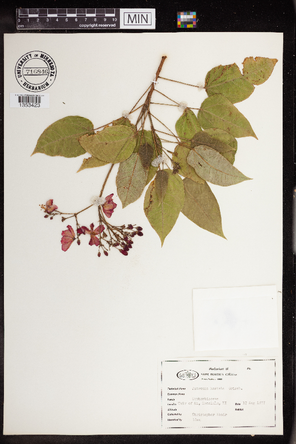 Jatropha integerrima image