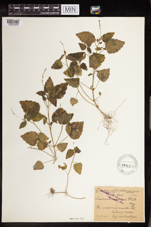 Leidesia procumbens image