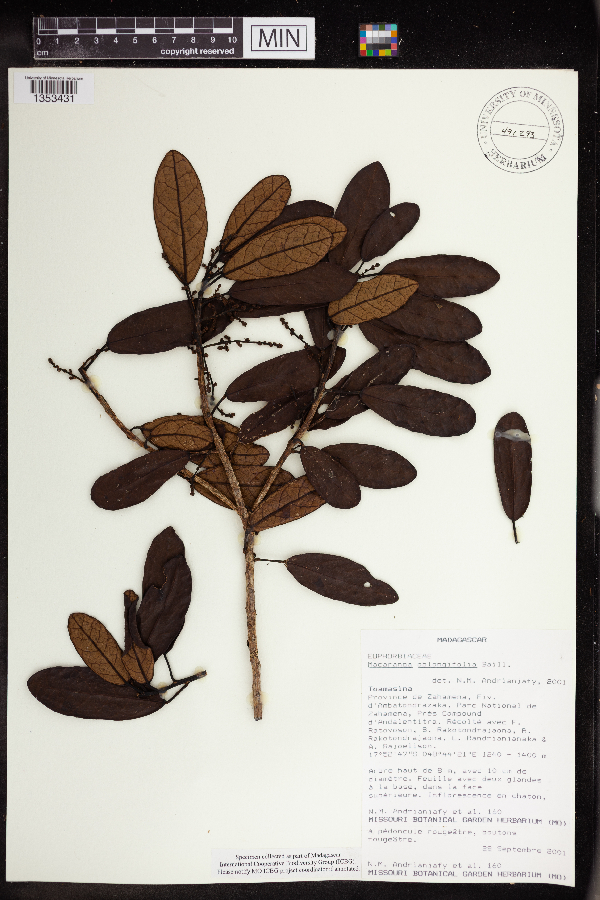Macaranga oblongifolia image