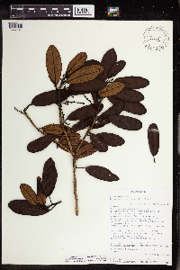 Image of Macaranga oblongifolia