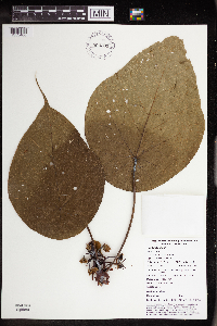 Macaranga brachytricha image