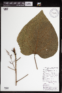 Macaranga chrysotricha image