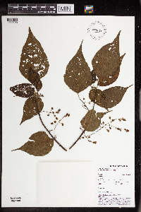 Image of Macaranga densiflora