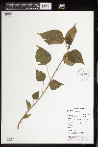 Macaranga densiflora image