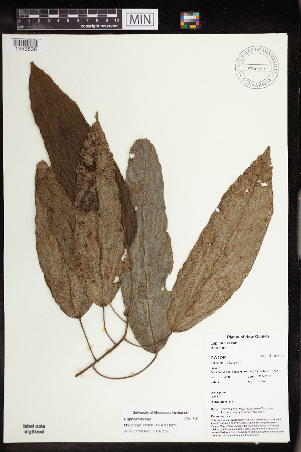 Macaranga inermis image