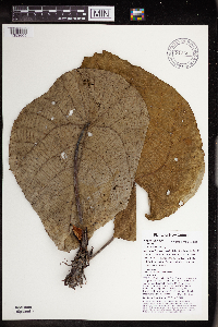 Macaranga tanarius image