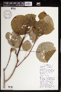 Mallotus chromocarpus image