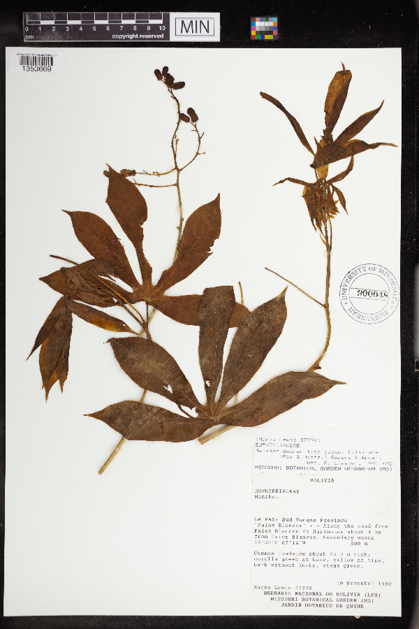 Manihot guaranitica subsp. boliviana image
