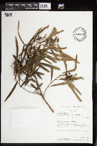 Image of Sapium haematospermum