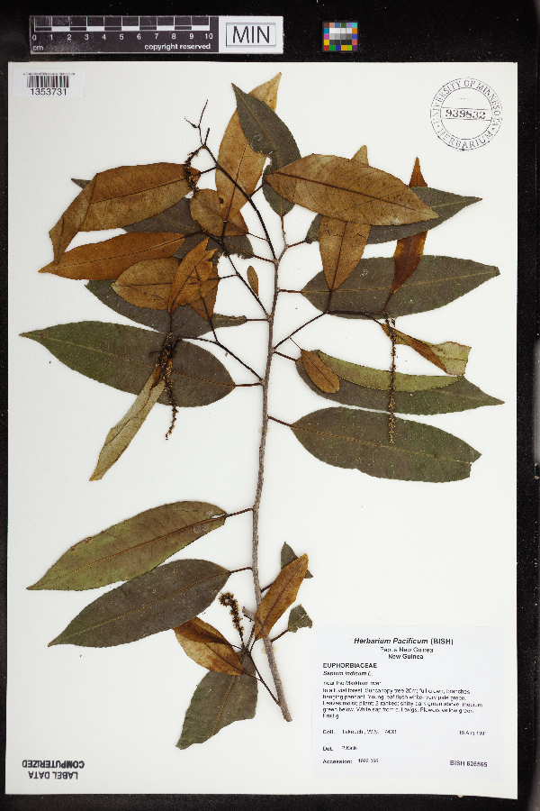 Shirakiopsis indica image