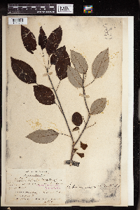 Image of Triadica cochinchinensis