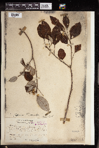 Triadica cochinchinensis image
