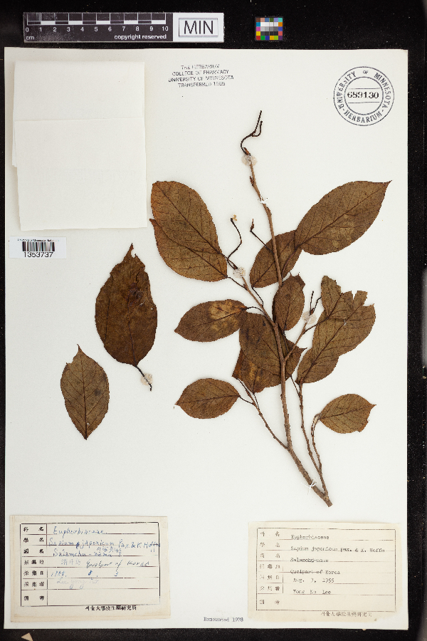 Neoshirakia japonica image