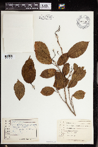 Sapium japonicum image