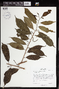 Image of Pleradenophora tuerckheimiana