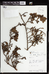 Image of Sebastiania obtusifolia