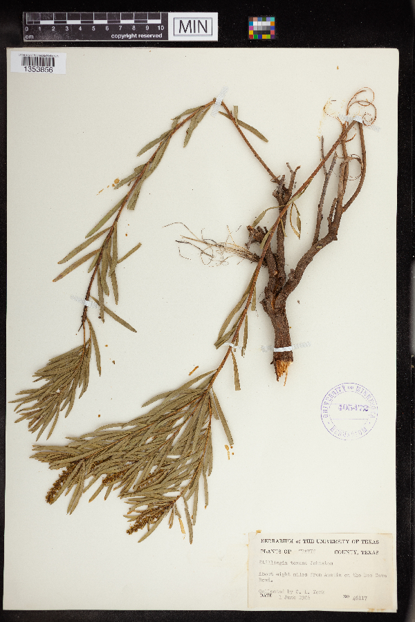Stillingia texana image