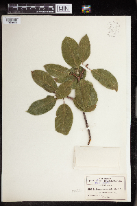 Sebastiania appendiculata image