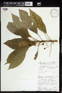 Image of Tetrorchidium costaricense
