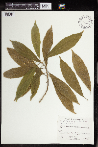 Image of Tetrorchidium bulbipilosum