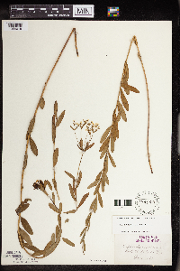 Euphorbia corollata image