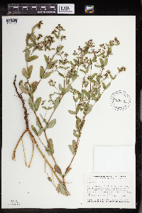 Euphorbia nutans image