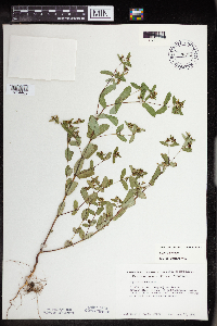 Euphorbia nutans image